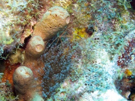 Yellowline Arrow Crab and Corkscrew Anemone IMG 7626